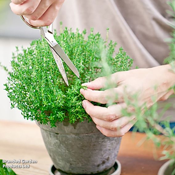Thyme - Organic Herb Seeds