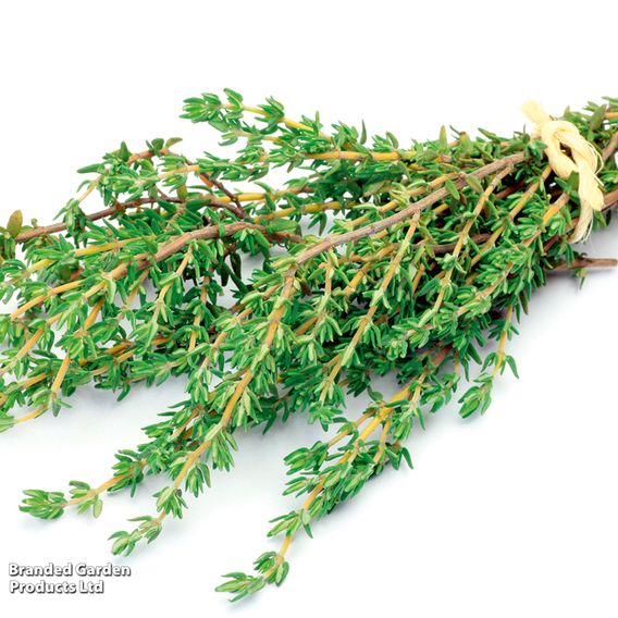 Thyme - Organic Herb Seeds