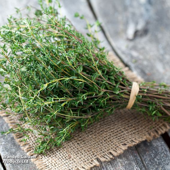 Thyme - Organic Herb Seeds