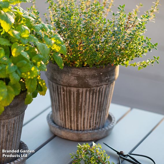 Thyme - Organic Herb Seeds