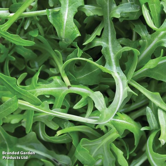 Wild Rocket - Organic Seeds