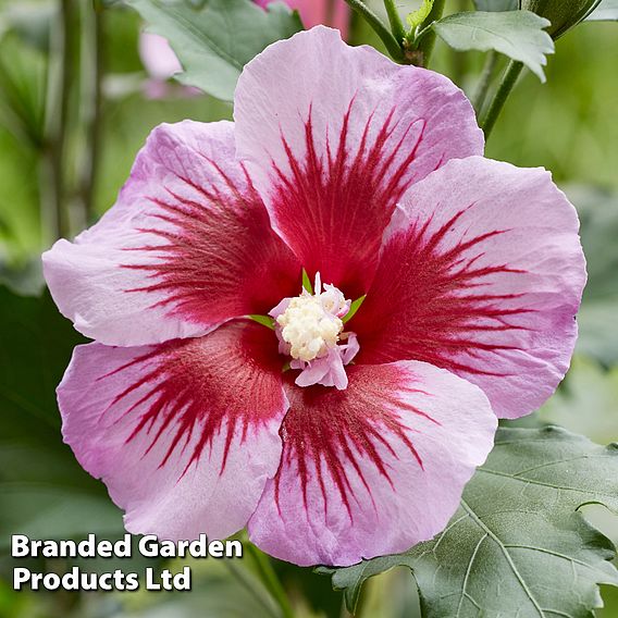 Hibiscus 'Flower Tower Purple'