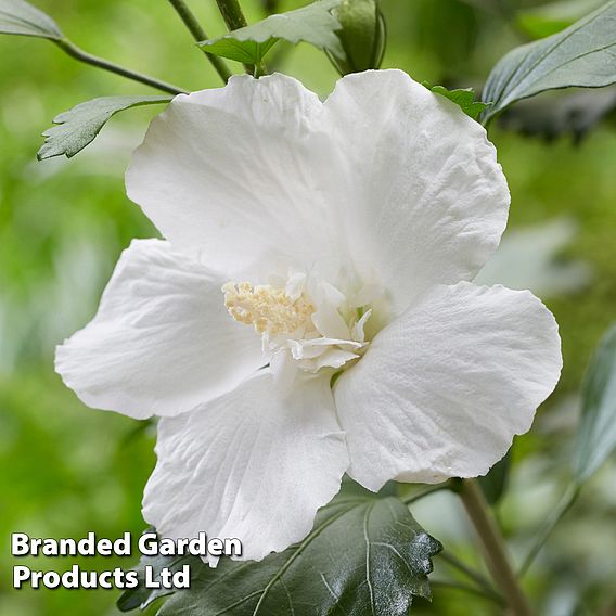 Hibiscus 'Flower Tower White'
