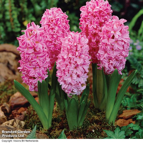 Hyacinth 'Pink Pearl'