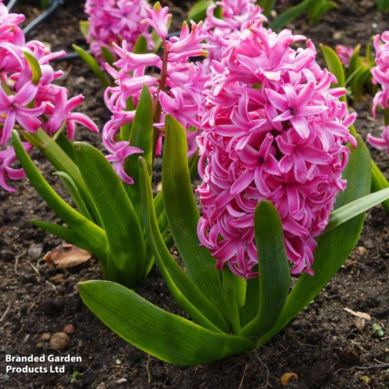 Hyacinth 'Pink Pearl'