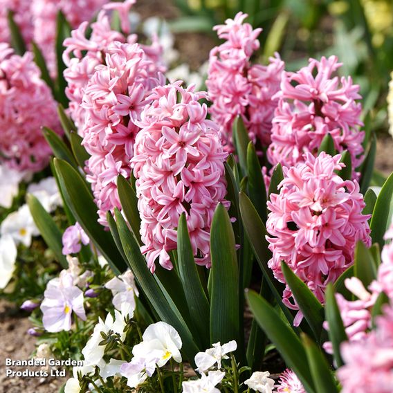 Hyacinth 'Pink Pearl'