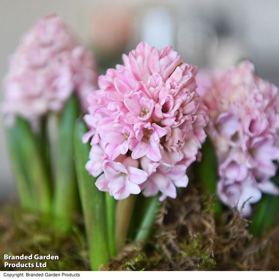 Hyacinth 'Pink Pearl'