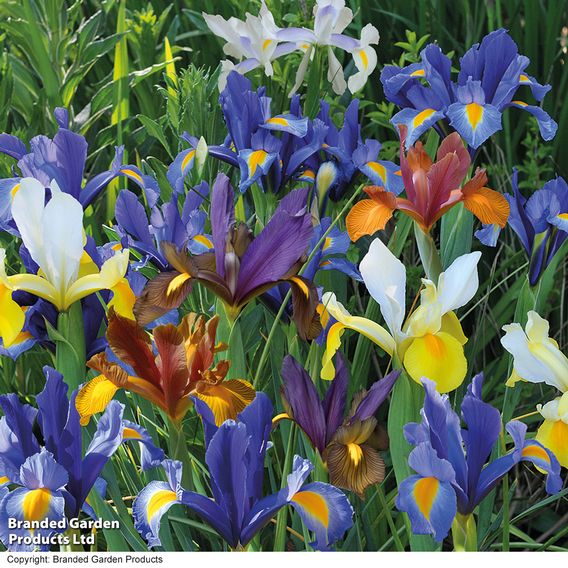 Iris 'Dutch Mixed'
