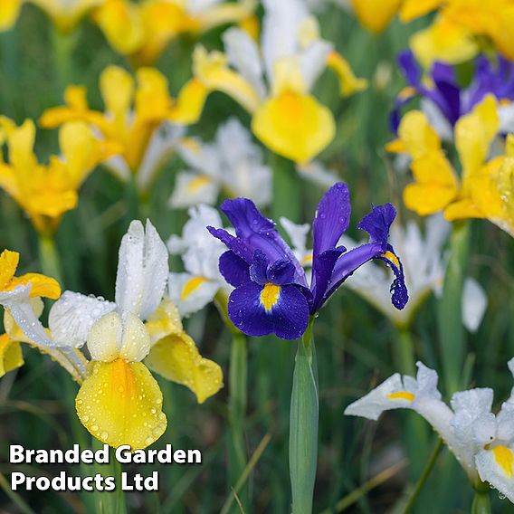 Iris 'Hollandica Mix'