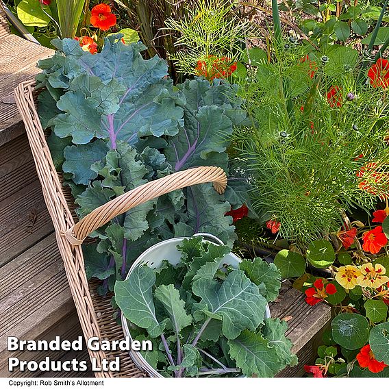 Kale 'Cottager's' - Seeds