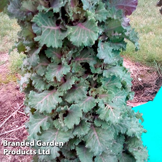 Kale 'Cottager's' - Seeds