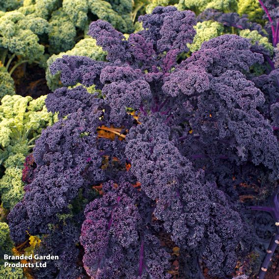 Kale 'Redbor' F1 - Organic Seeds
