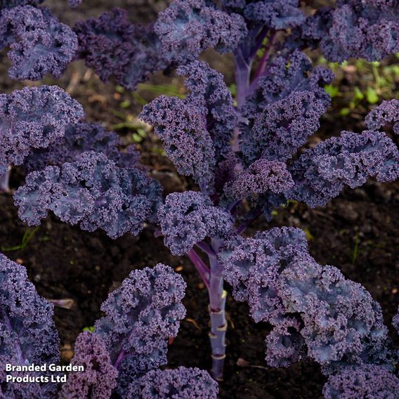 Kale 'Redbor' F1 - Organic Seeds