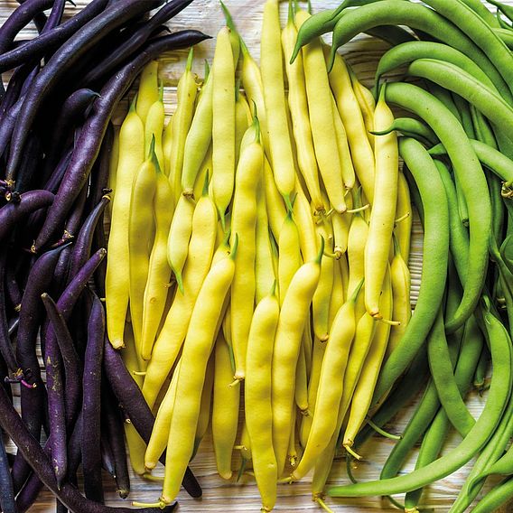 Climbing Bean 'Colourful Collection'