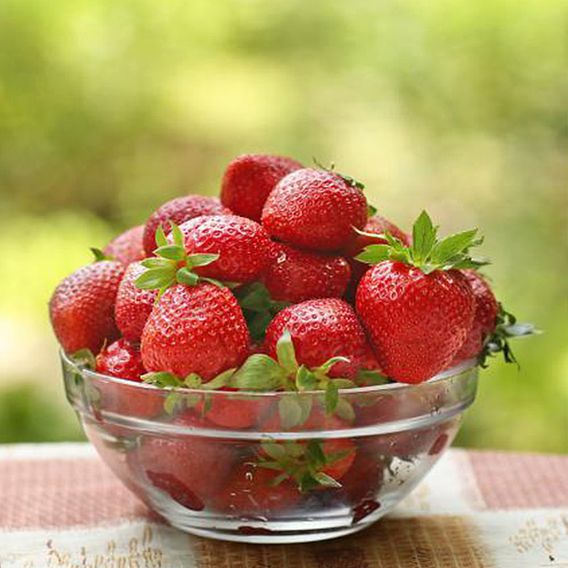Strawberry 'Honeoye'