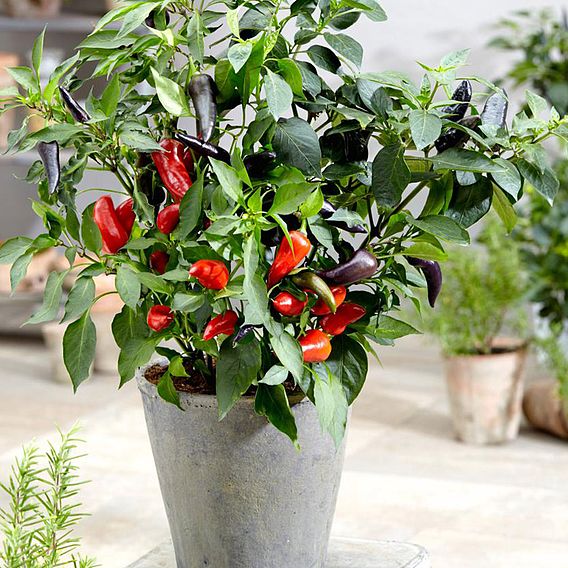 Pepper (Chilli) Med Patio Mamba Red