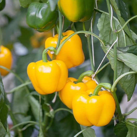 Sweet Pepper 'Campor' (Grafted)