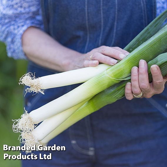 Leek 'Tadorna' (Organic) - Seeds