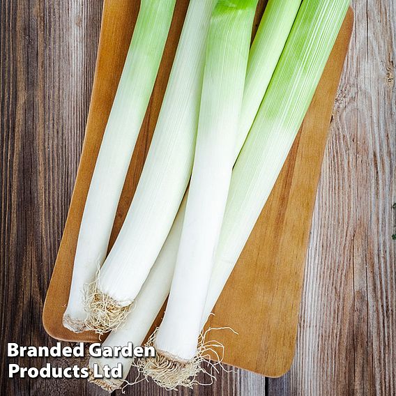 Leek 'Tadorna' (Organic) - Seeds