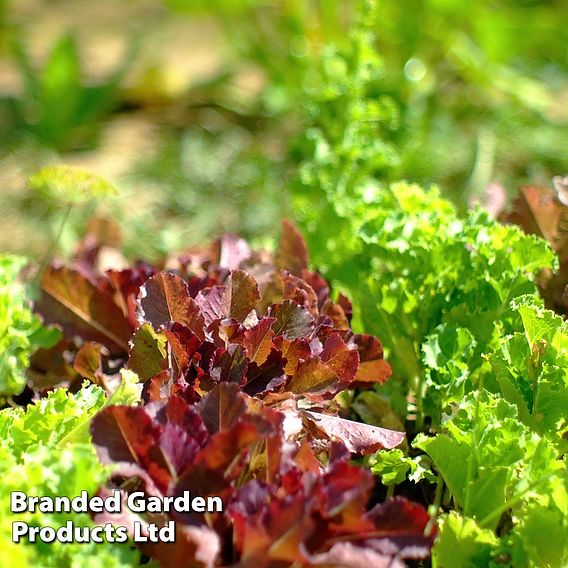 Lettuce 'Alfresco Mixed'