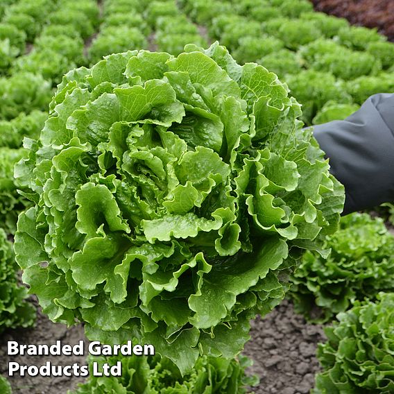 Lettuce 'Burger Leaf'