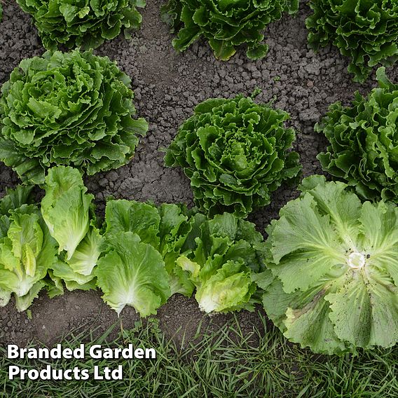 Lettuce 'Burger Leaf'