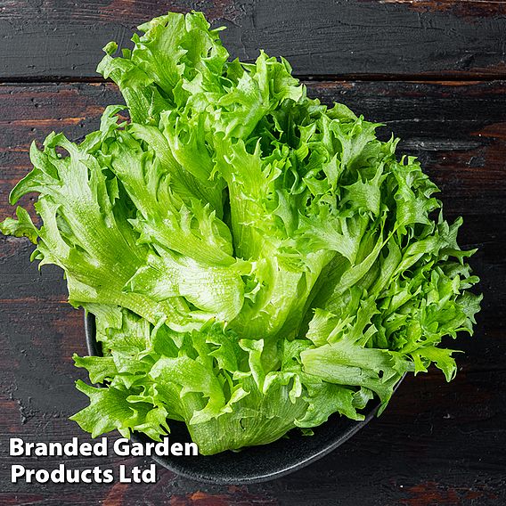 Lettuce 'Leny' - Organic Seeds