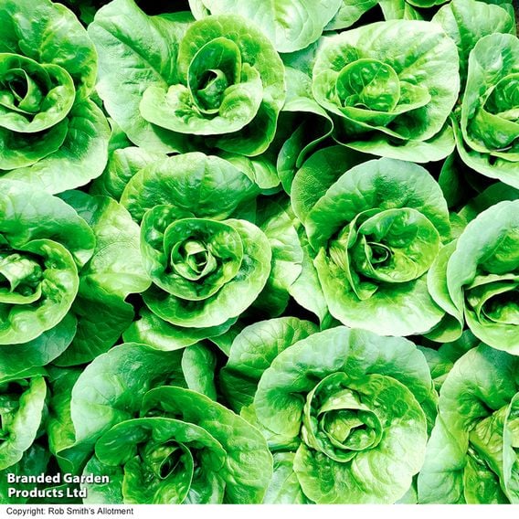 Lettuce 'Little Gem' - Organic Seeds