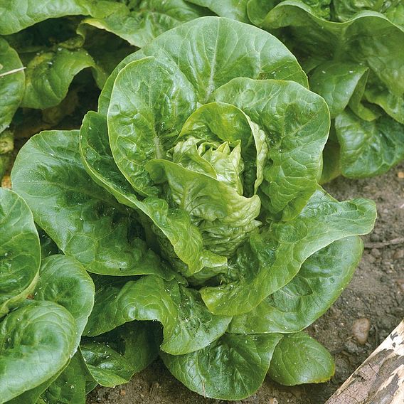 Lettuce 'Little Gem' (Cos)