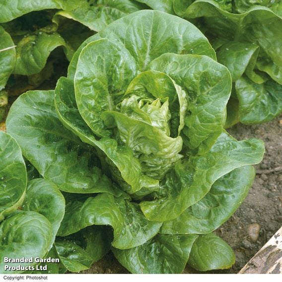 Lettuce 'Little Gem' - Organic Seeds