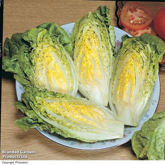 Lettuce 'Little Gem' - Organic Seeds
