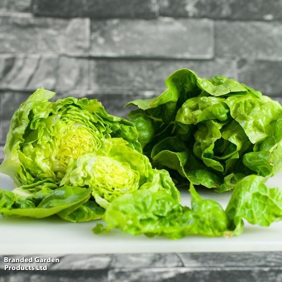 Lettuce 'Little Gem' - Organic Seeds