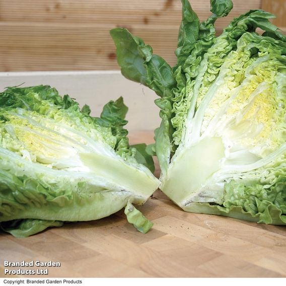 Lettuce 'Little Gem' - Organic Seeds