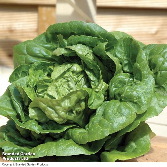 Lettuce 'Little Gem' - Organic Seeds