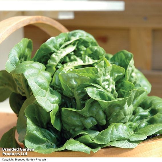Lettuce 'Little Gem' - Organic Seeds