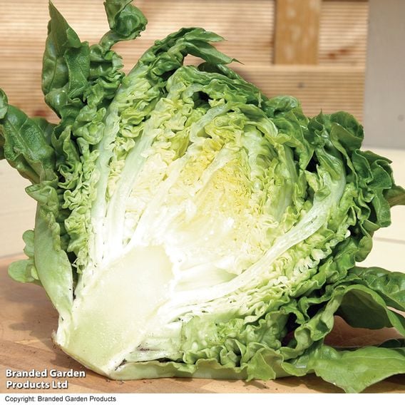 Lettuce 'Little Gem' - Organic Seeds