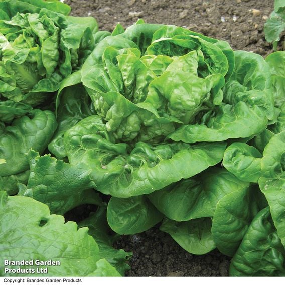 Lettuce 'Little Gem' - Organic Seeds