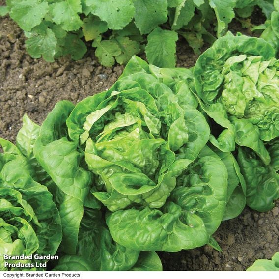 Lettuce 'Little Gem' - Organic Seeds