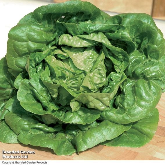 Lettuce 'Little Gem' - Organic Seeds