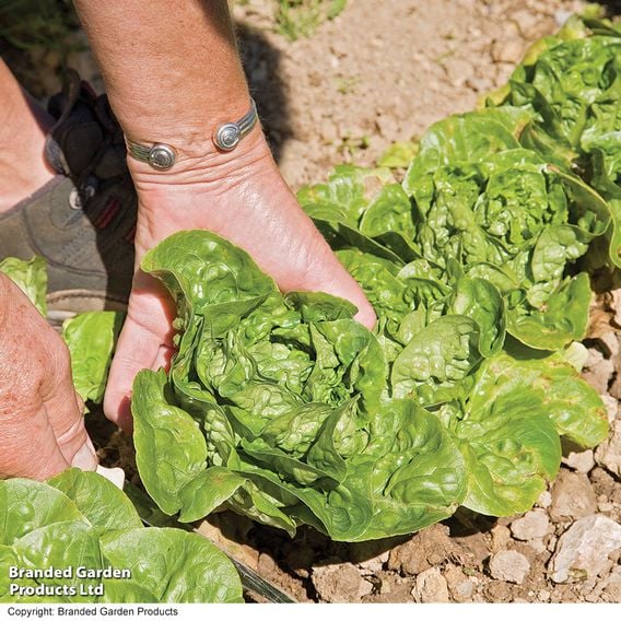 Lettuce 'Little Gem' - Organic Seeds