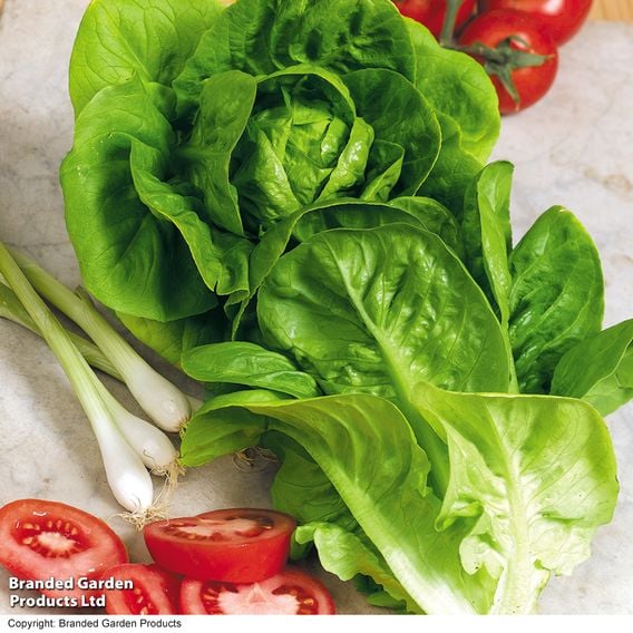 Lettuce 'Little Gem' - Organic Seeds