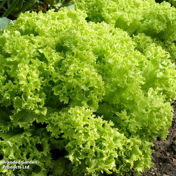Lettuce 'Lollo Bionda' - Organic Seeds