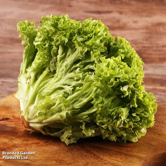 Lettuce 'Lollo Bionda' - Organic Seeds