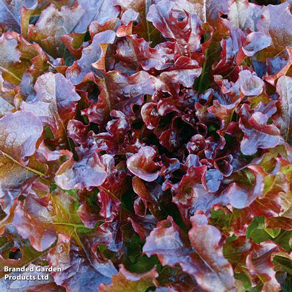 Lettuce 'Red Salad Bowl' - Organic Seeds