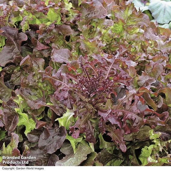 Lettuce 'Red Salad Bowl' - Organic Seeds