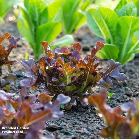 Lettuce 'Red Salad Bowl' - Organic Seeds