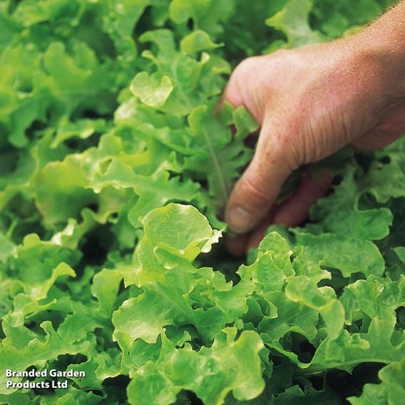 Lettuce 'Salad Bowl Green' - Organic Seeds