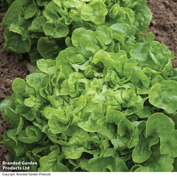 Lettuce 'Salad Bowl Green' - Organic Seeds
