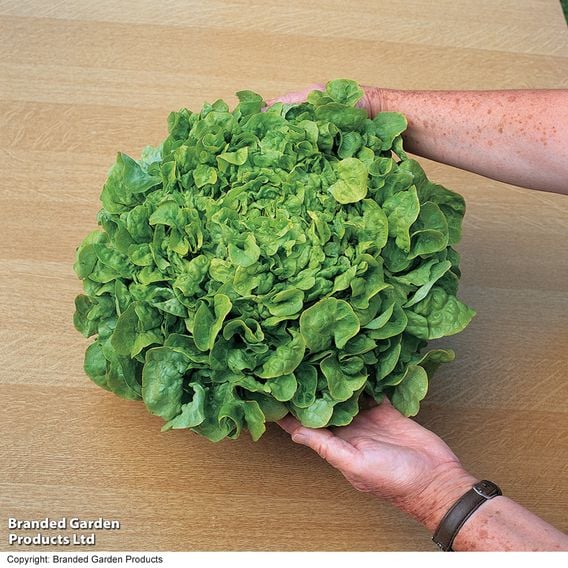 Lettuce 'Salad Bowl Green' - Organic Seeds