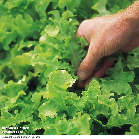 Lettuce 'Salad Bowl Green' - Organic Seeds